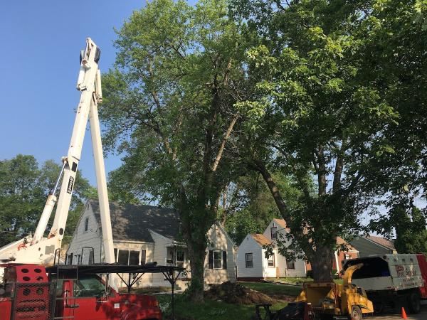Ken's Tree Service or Kens Tree Care