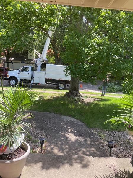 Bud's Tree Care
