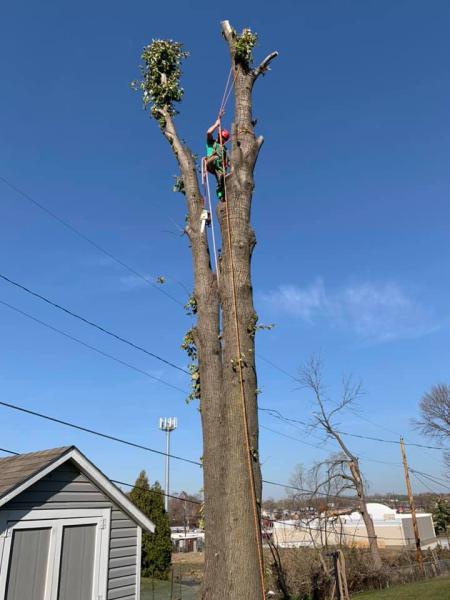 Outdoor Tree Service Iowa City