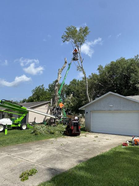1 Tree Expert LLC