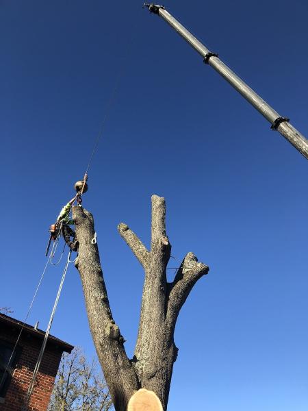 Fall Line Arborists