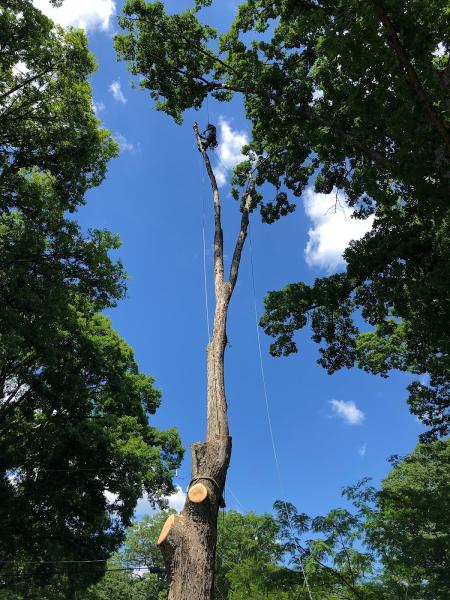 Fall Line Arborists