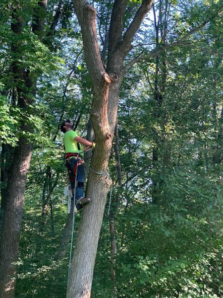 Tree Worx