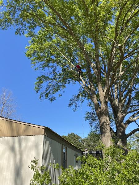 Noble Tree Service
