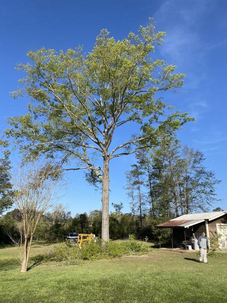 Noble Tree Service