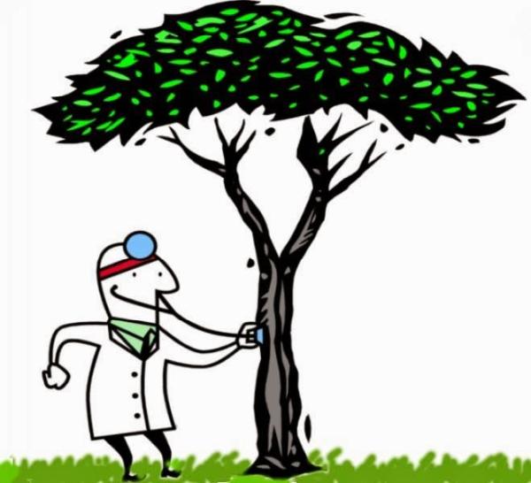 Maya Tree Health Care
