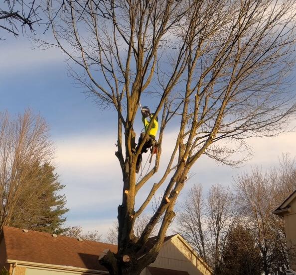 Legends Tree Service