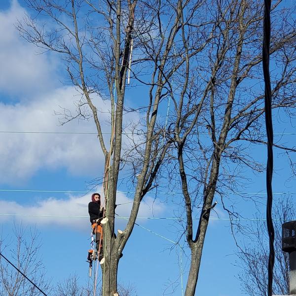G&R Tree Removal Service