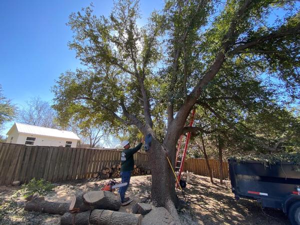 Eagle Jaimes Tree Service