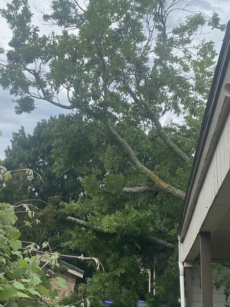 Eagle Jaimes Tree Service