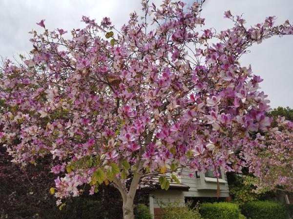 Natural Wonders Trees Inc