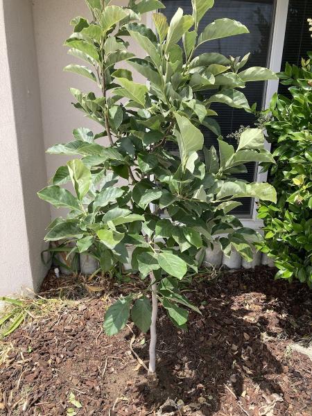 Natural Wonders Trees Inc