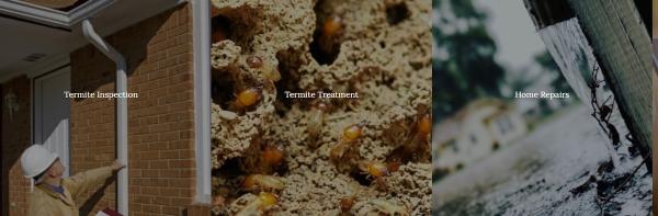 Termite Inspection Experts