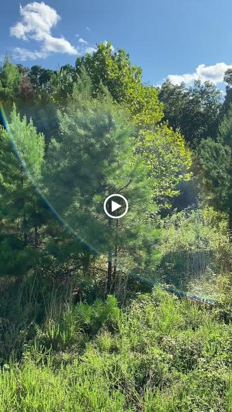 Natural State Mulching & Land-Works LLC