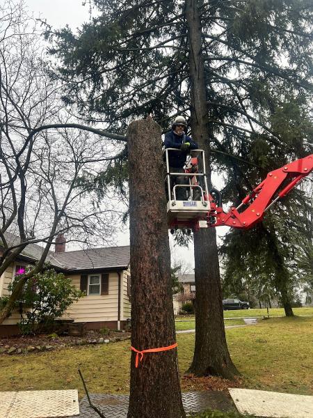 Rice's Tree Service & Landscaping