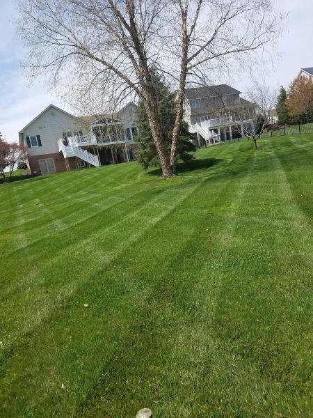 Adam's Tree & Lawn Care