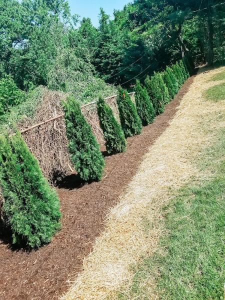 Adam's Tree & Lawn Care