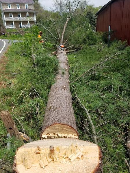 Adam's Tree & Lawn Care