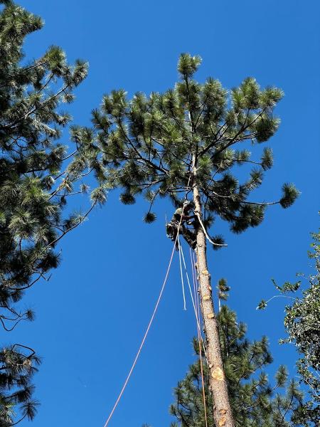 Spokane Tree Pro