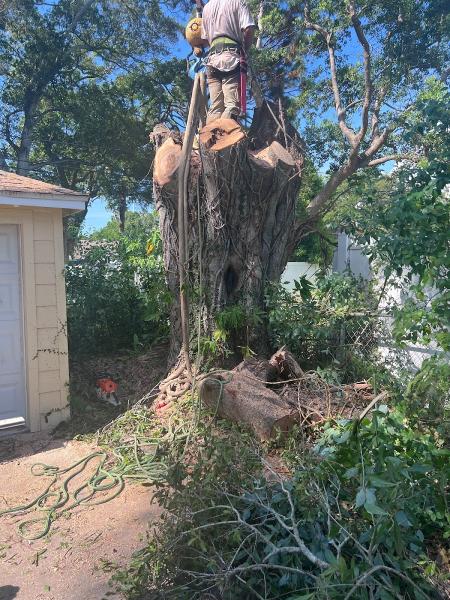 Lawn and Tree Salon
