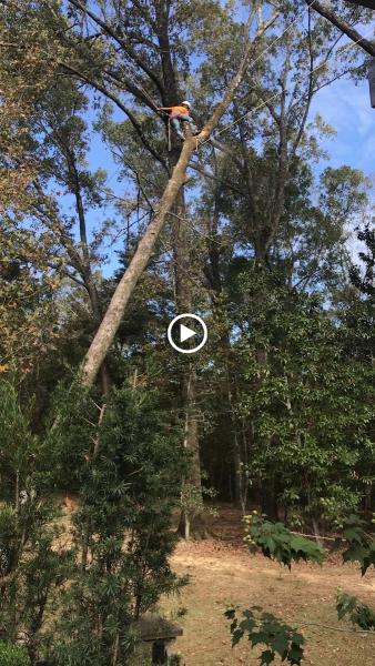 Diversified Tree Company