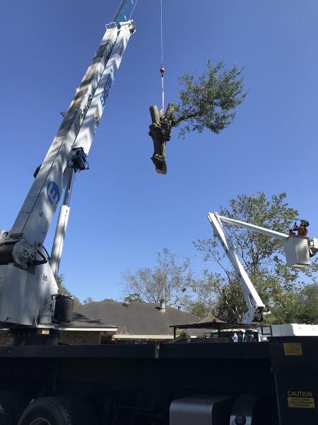 Diversified Tree Company