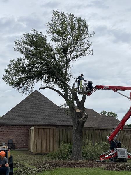 Diversified Tree Company