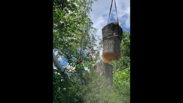 Baumann Tree LLC