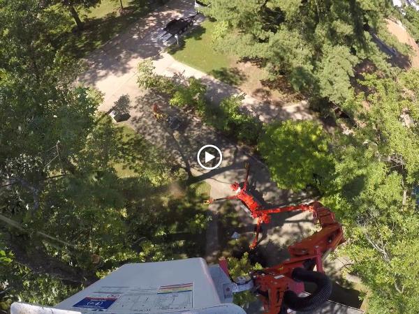 Baumann Tree LLC