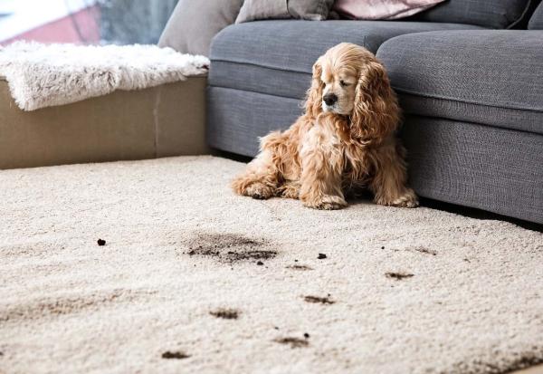 Carpet Cleaner Pro