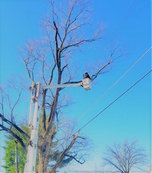 Cut and Grind Tree Care Omaha