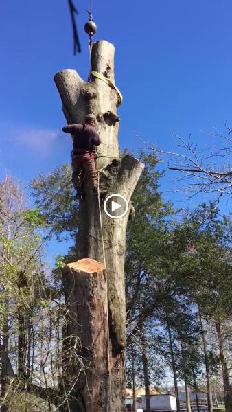 Borskey Tree Service