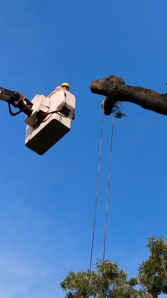 All American Tree Service