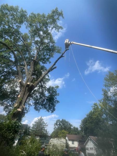 All American Tree Service