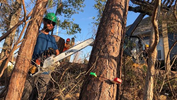 Let's Talk Tree Care