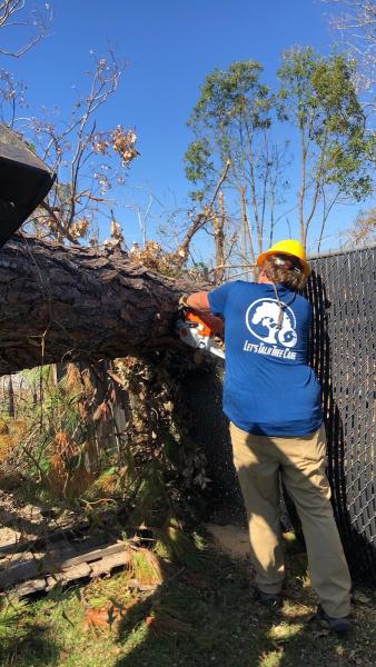 Let's Talk Tree Care
