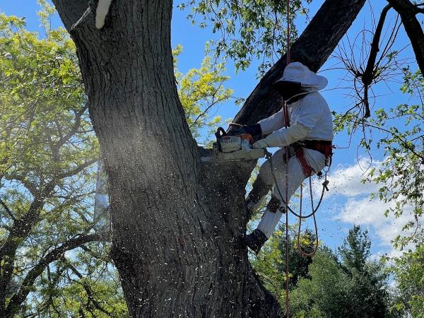 Callender Tree Service LLC