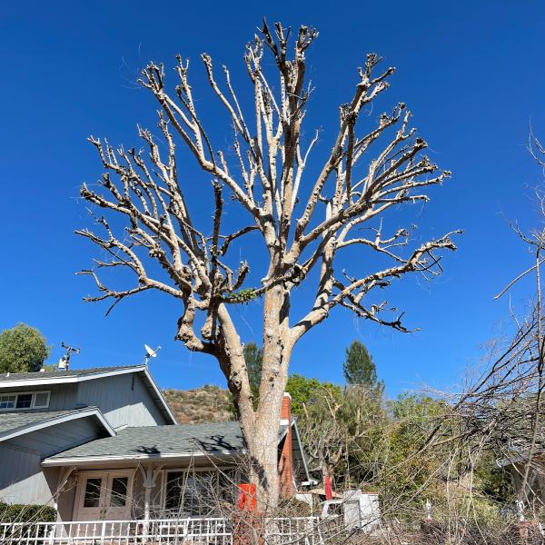 Dario Tree Trimming