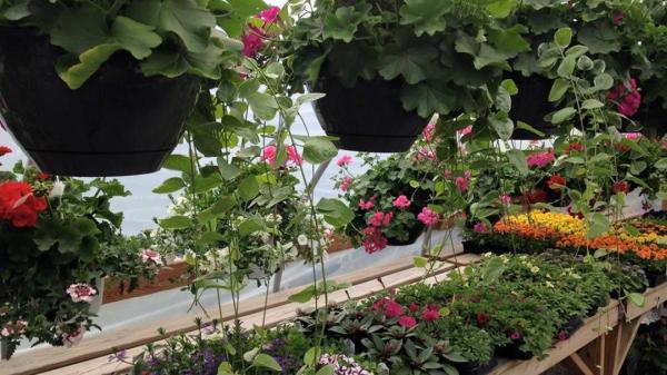 Sevenzocks Property Maintenance and Landscaping Inc
