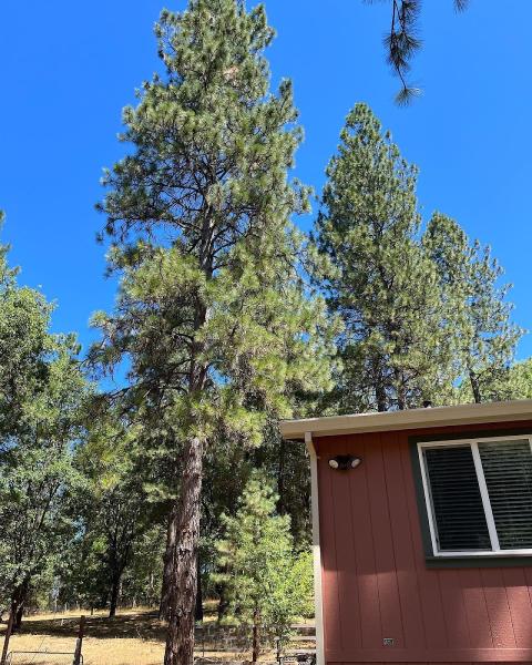 Noble Tree Service