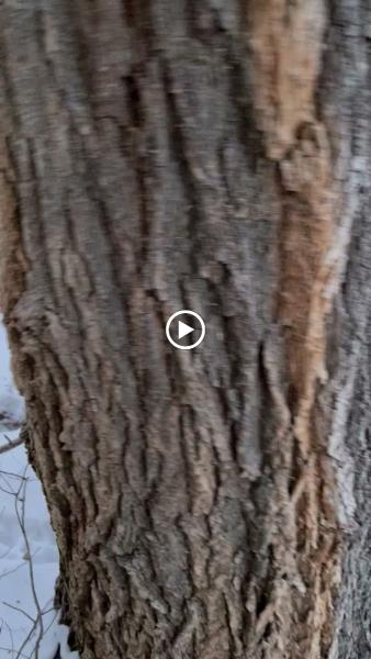 Bryan's Tree Service