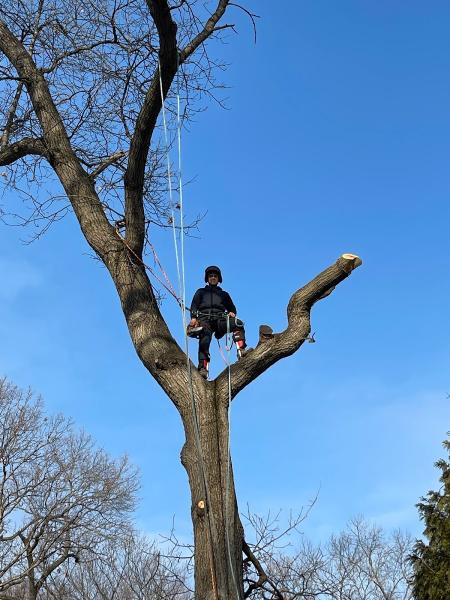 Bryan's Tree Service