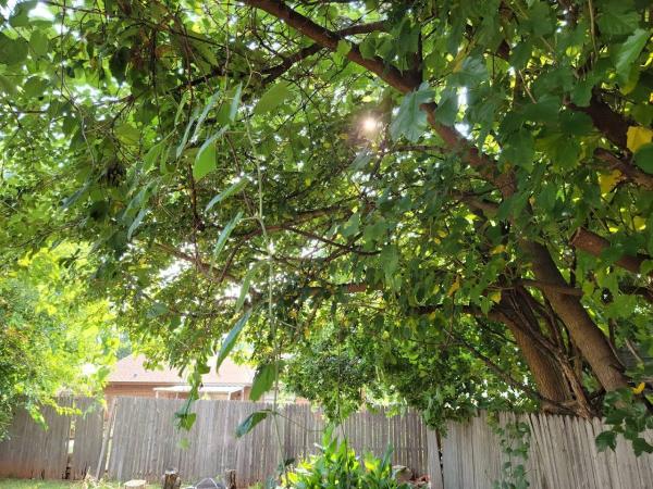 M & C Trees and More