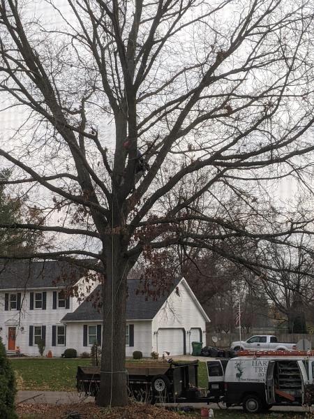 Hartwood Tree Care