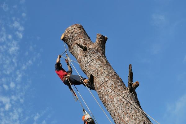 Vergara Tree Service and Demolition