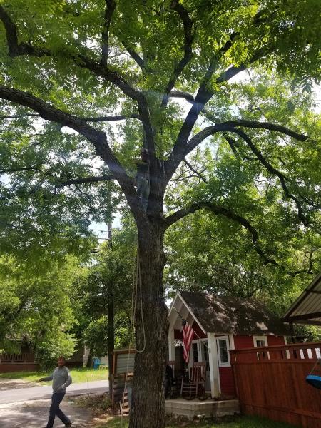 Vergara Tree Service and Demolition