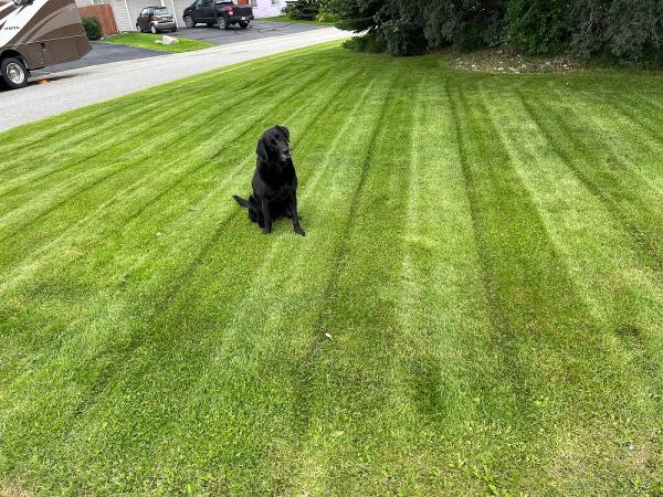 Local Lawns Alaska