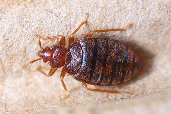 Omega Pest Control LLC