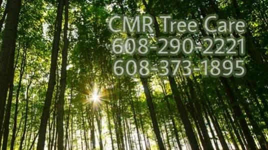 CMR Tree Care