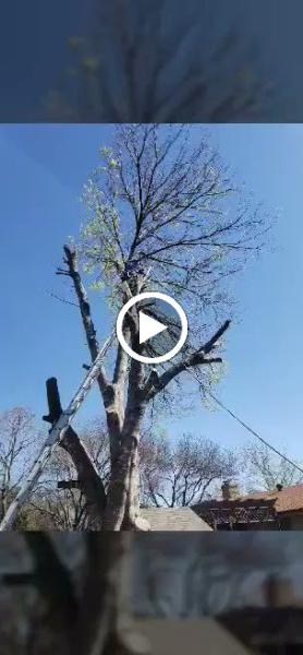 Ford Tree Service/ Texas Tree Trimming and Stump Grinding